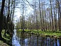 Bialowieza Deby rzeka Barry Kent