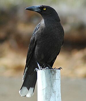 Archivo:Black currawong