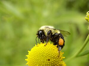 Archivo:Bumblebee (807039711)