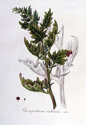 Archivo:Chenopodium rubrum — Flora Batava — Volume v6