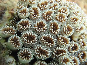 Archivo:Coral detail