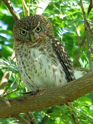 Cuban Pygmy-owl (Glaucidium siju).jpg