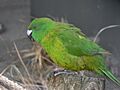 Cyanoramphus unicolor, Pengo