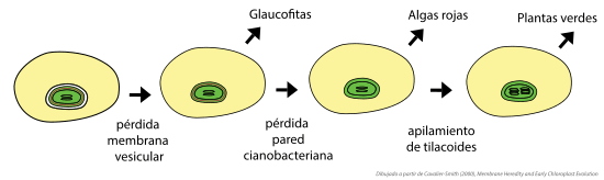 Archivo:De primer cloroplasto a Viridiplantae