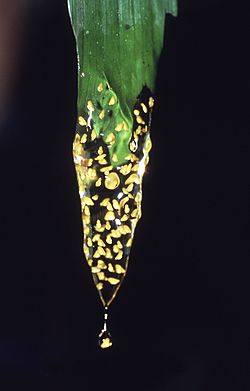 Dendropsophus brevifrons.jpg