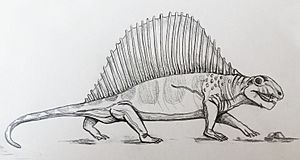 Archivo:Dimetrodon giganhomogenes