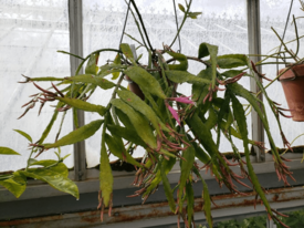 Disocactus biformis6.png