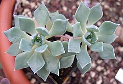 Echeveria heterosepala (8108039150).jpg