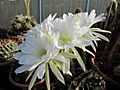 Echinopsis obrepanda (1)