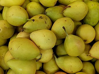 Ercolina pears 2017 A2