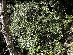 Archivo:Ficus platypoda habit