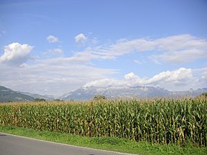 Archivo:Field, corn, Liechtenstein, Mountains, Alps, Vaduz, sky, clouds, landscape