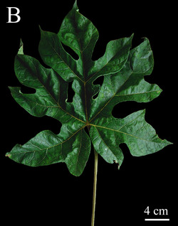Fig 3. Morphology of Vasconcellea badilloi sp. nov. (CHAX224) (cropped).tif