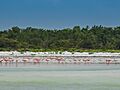 Flamingo Holbox island Mexico (19556796804)