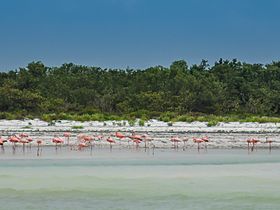 Flamingo Holbox island Mexico (19556796804).jpg