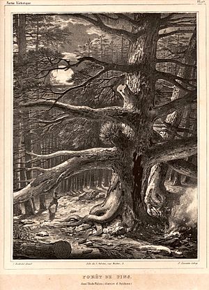 Archivo:Forêt de pins