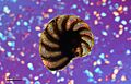 Foraminifera (251 02) Mediterranean Sea