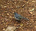 Fringilla coelebs -La Palma, Canary Islands, Spain-6