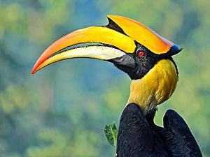 Archivo:Great hornbill (Buceros bicornis) Photograph by Shantanu Kuveskar