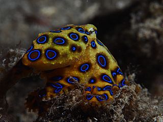 Greater blue-ringed octopus (Hapalochlaena lunulata) (16219454856)