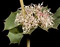 Hakea amplexicaulis - Flickr - Kevin Thiele