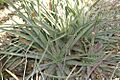 Hechtia glomerata 0zz