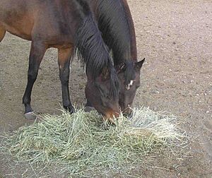 Archivo:HorsesAndHay