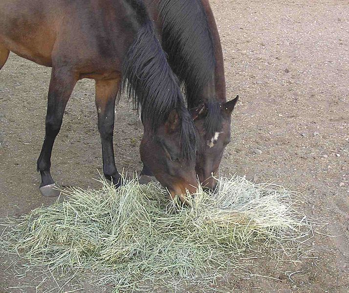 HorsesAndHay