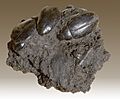 Hydrophilus - La Brea Tar Pits