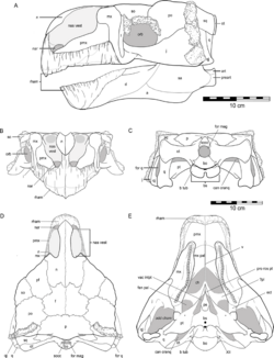 Kunbarrasaurus skull reconstruction.png