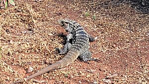 Archivo:Lagarto en los campos de Capilla Santa Cecilia (Ruiz de Montoya, Provincia de Misiones, Argentina