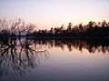 Lake murray willow