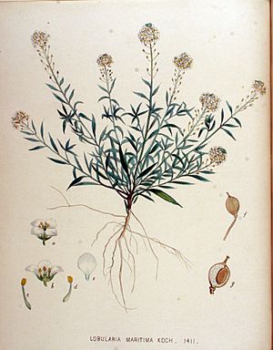 Archivo:Lobularia maritima — Flora Batava — Volume v18