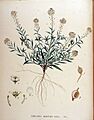 Lobularia maritima — Flora Batava — Volume v18