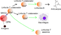 Lymphocyte activation simple-es