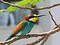 Merops-apiaster