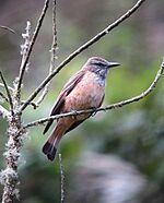 Archivo:Myiotheretes striaticollis Atrapamoscas chiflaperro Streak-throated Bush-Tyrant (8991463338)