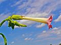 Nicotiana tabacum 003