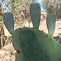 Nopal de cerro (Opuntia lasiacantha) I
