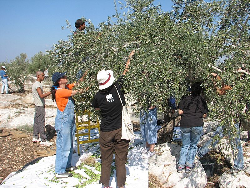 Olive harvest