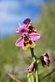 Ophrys tenthredinifera Las Salas Leon