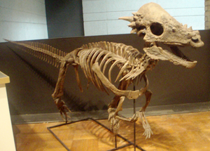 Archivo:Pachycephalosaurus RoyalOntarioMuseum