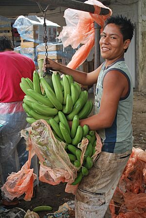 Archivo:PackingBananas19