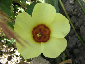Archivo:Pavonia cancellata