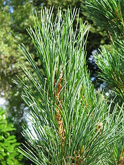 Archivo:Pinus cembra leaves
