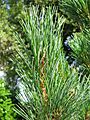 Pinus cembra leaves