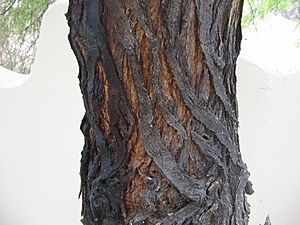 Archivo:Prosopis-glandulosa-bark