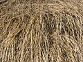 Romanian Hay 050716-180527