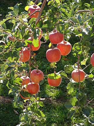 Rosaceae Malus pumila Malus pumila Var domestica Apples Fuji.jpg