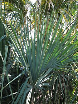 Sabal mauritiiformis.jpg